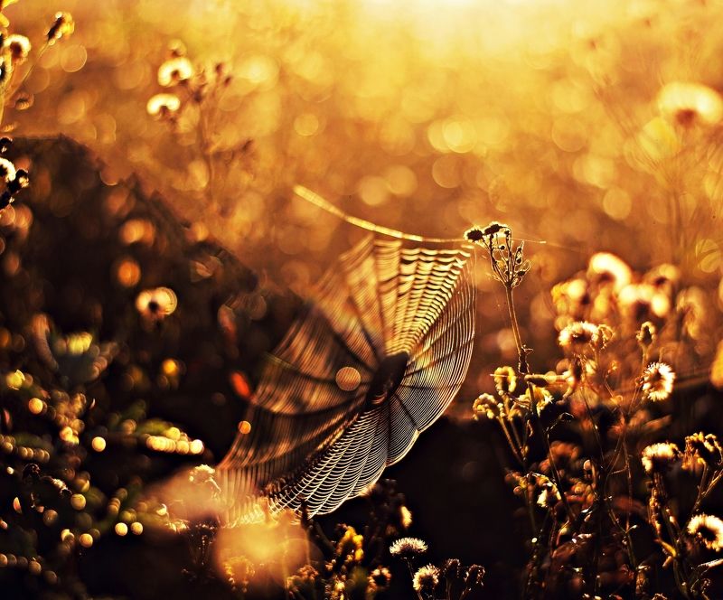 nature, morning, macro, cobweb Macro*photo preview