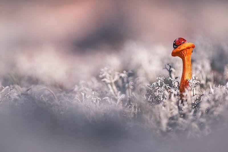 Холодноphoto preview