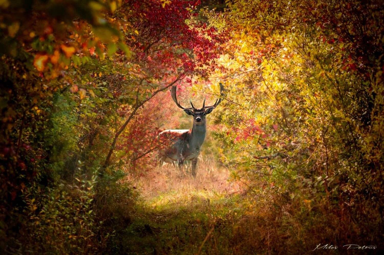 V jesenných farbách. Автор: Miloš Petruš , Miloš Petruš