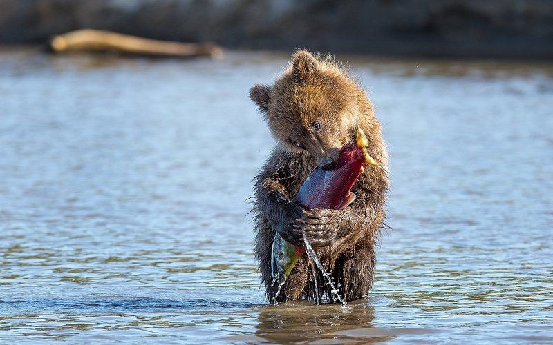 Камчатка, медведи Обнимашкиphoto preview