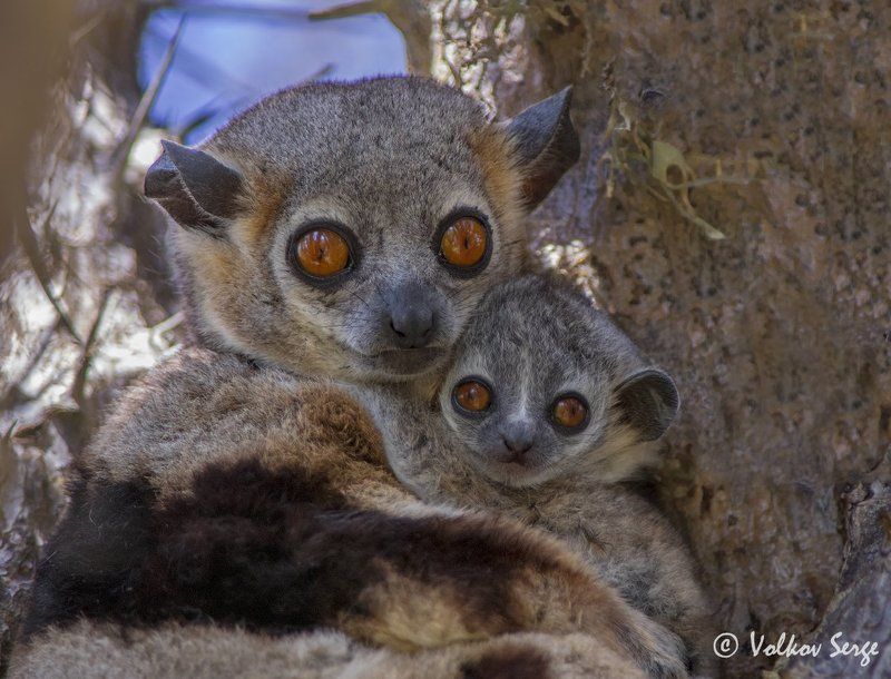 мадагаскар, лемуры, дикая природа, дикие животные, wildlife, фотоохота Обнимашкиphoto preview
