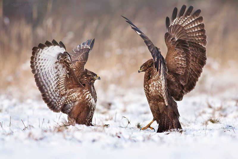buzzard, buteo buteo, birds, birds of prey, fight, wild, animals, winter, snow Fightphoto preview