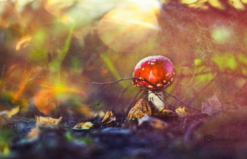 mushrooms,nature,forest mushroom historyphoto preview