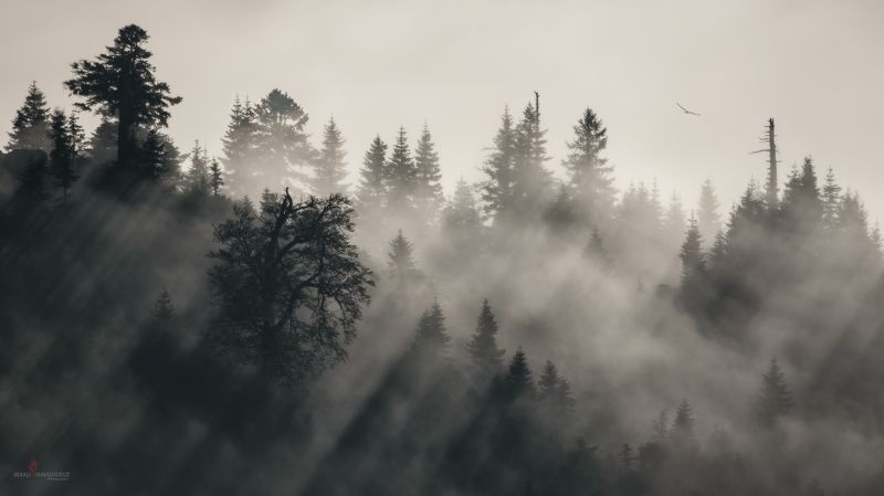 гомисмта, пейзаж, лучи, закат, деревья, лес, гуриа, грузия В лучах заходящего солнцаphoto preview