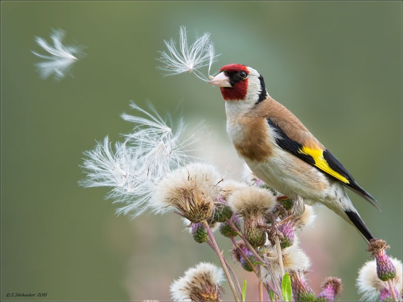 Потрошитель ...photo preview