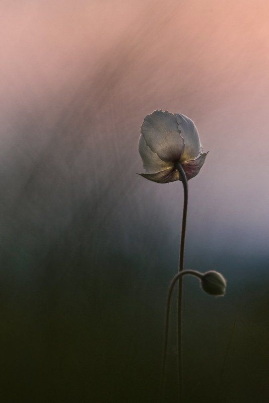 ветреница, лесная На закатеphoto preview