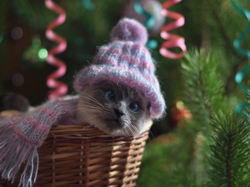 кошка, поздравление, сиамская, елка, праздник, новый год С наступающим Новым  годом!photo preview