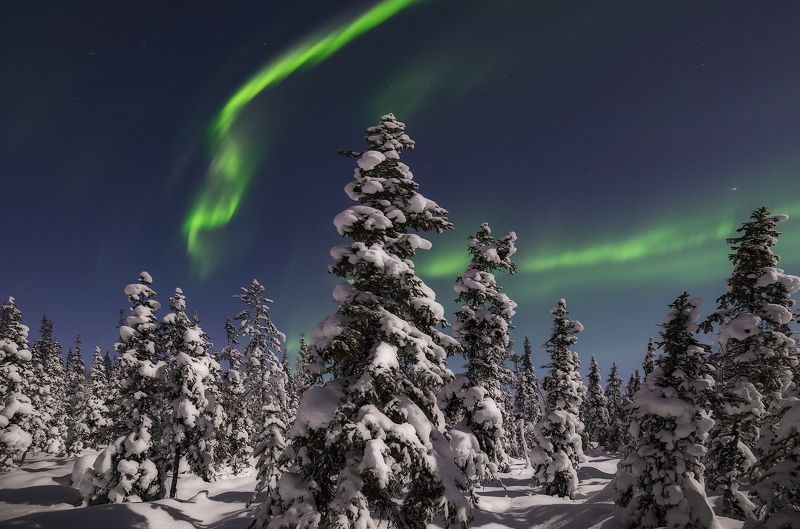 Северное сияние, Aurora borealis Прогулка в лесуphoto preview