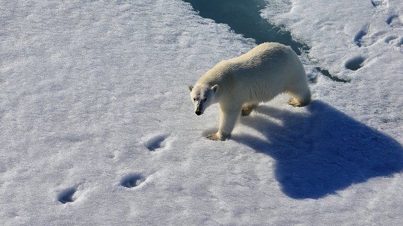 фотографандреевандрей, северныйполюс, northpole, арктика, arctic, ice, снег, лёд, круиз, expiditions, travel, белыймедведь, медведь, polarbear, животное, natgeowild photo preview