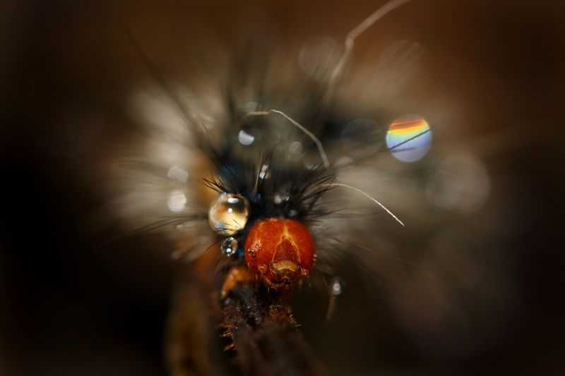 макро, гусеница Бусинка:)photo preview