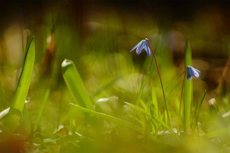 пролеска, себирская Пролеска сибирскаяphoto preview