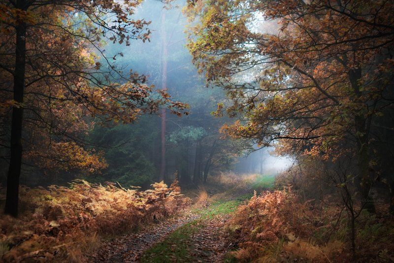 #forest, #woods, #autumn, #fall, #fog forestphoto preview