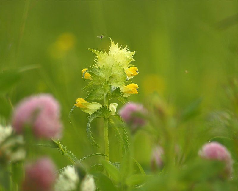 лето, трава в летних травахphoto preview