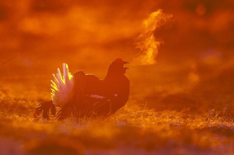 С Новым Годом ! Золотого петуха !photo preview