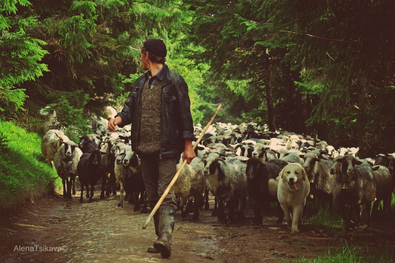 стадо овцы карпаты пастух лес  пастухphoto preview
