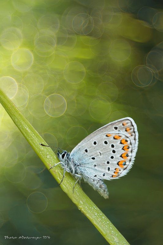macro, nature Morning Reflectionsphoto preview