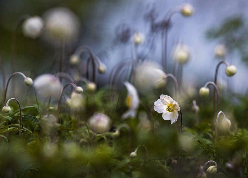 ветреница лесная, цветение Цветениеphoto preview