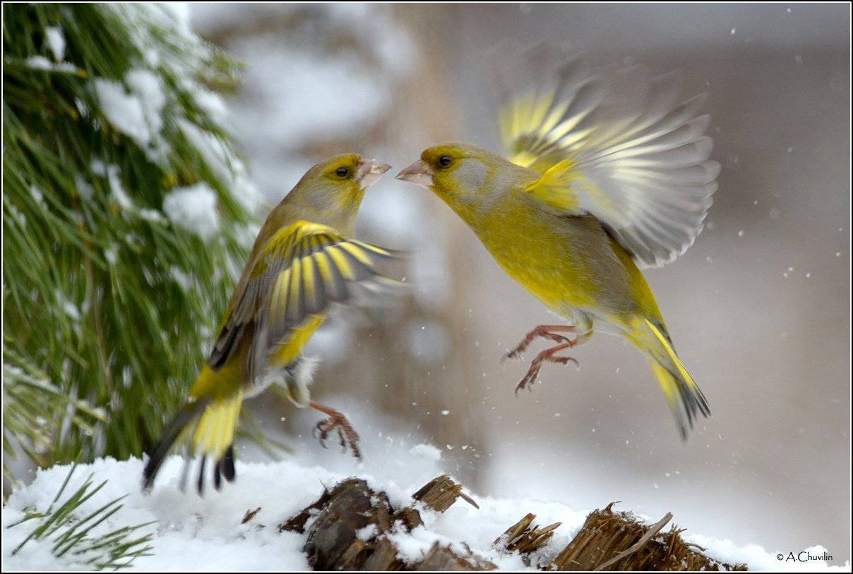 Зимние забавы ). Автор: Александр Чувилин зеленушки птицы зима забавы, Александр Чувилин