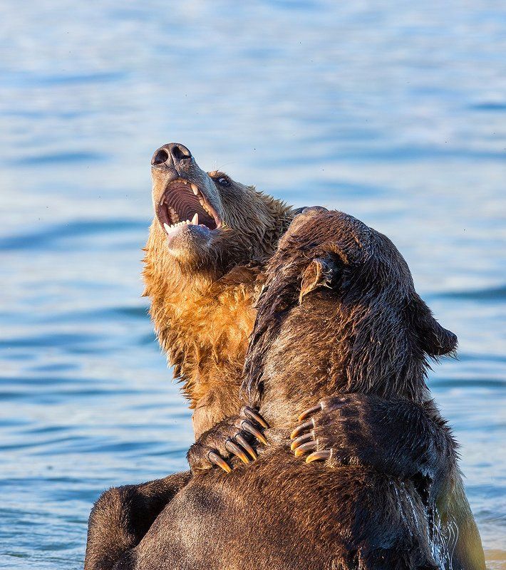 Камчатка, медведи Страстьphoto preview