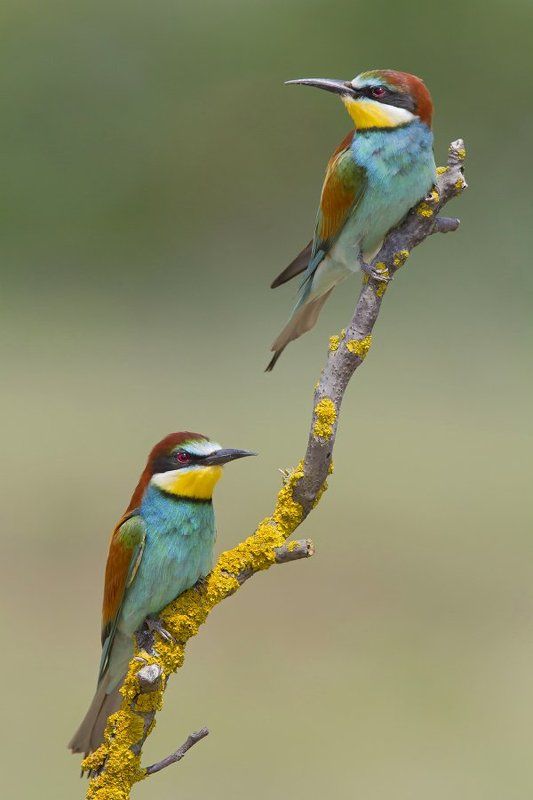 bird, wildlife, nature photography, animals, nature Wildlifephoto preview