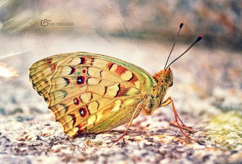 butterfly,nature,insects butterflyphoto preview