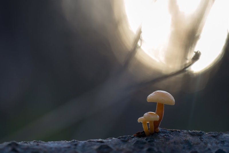 природа,макро,растения,грибы,закат,боке Зима в Петербургеphoto preview