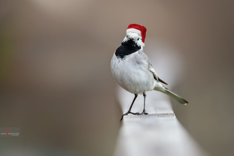 трясогузка, птица, никон, тамрон, новый год, настроение С Новым Годом!photo preview