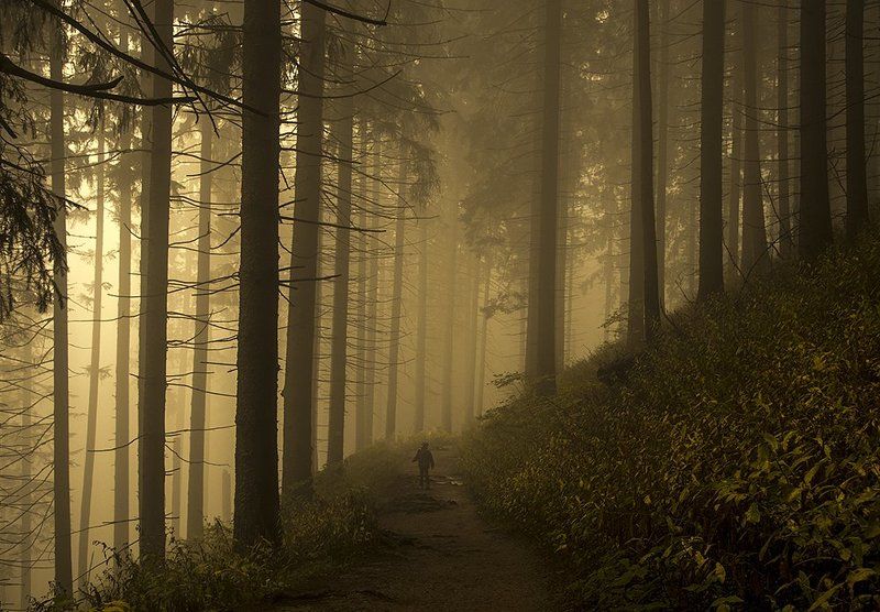 landscape, nature, mountains, forest, trees, alone, man, path, travel Lost in the fogphoto preview
