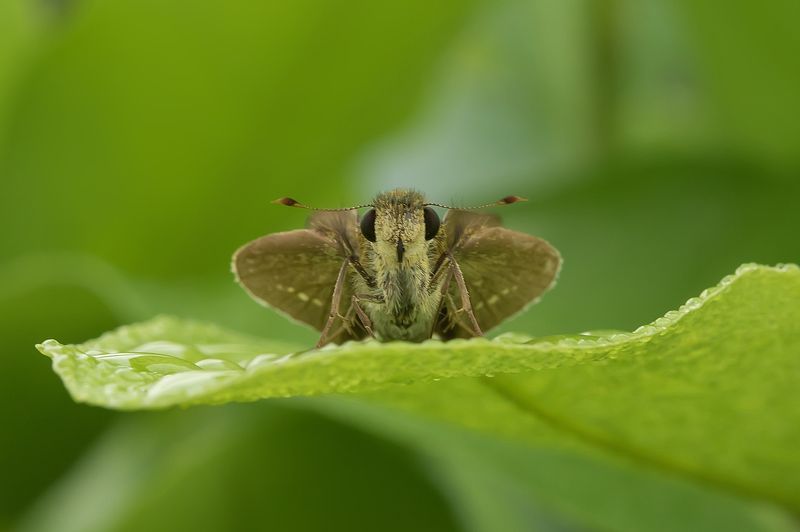 Parnaraphoto preview