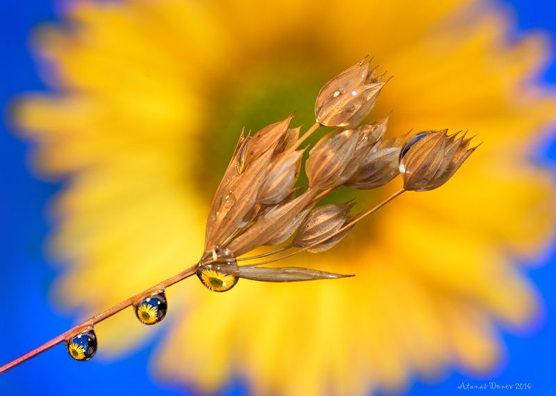 Atanas Donev photosphoto preview