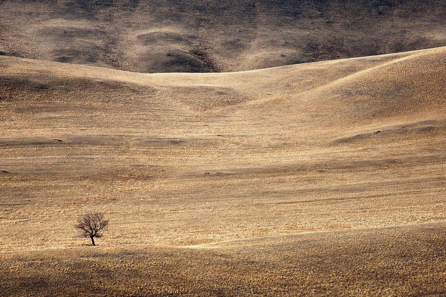 оренбуржье, пейзаж, урал, горы, дерево,, Олег Грачёв
