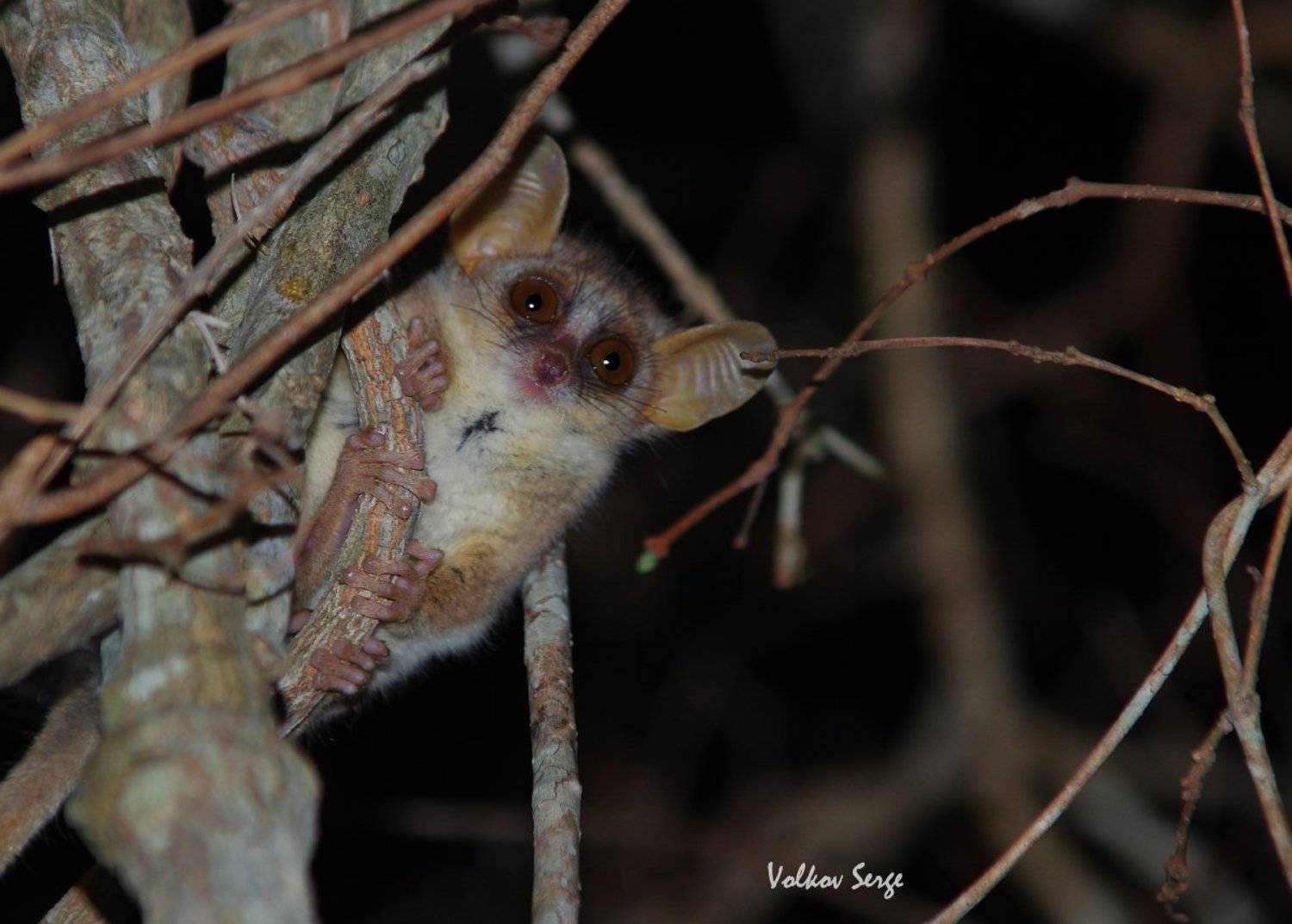мадагаскар, лемуры, мышиный лемур, microcebus berthae, дикие животные, дикая природа, wildlife,фотоохота, Сергей Волков
