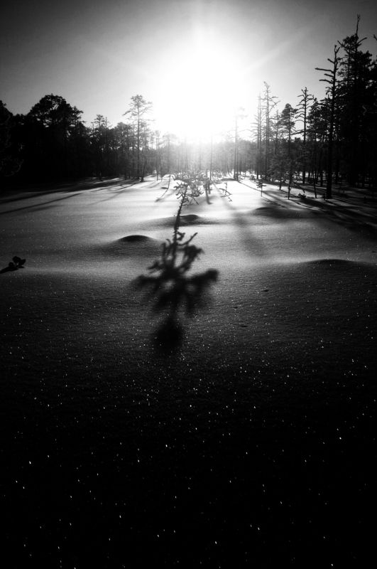 болотная новогодняяphoto preview