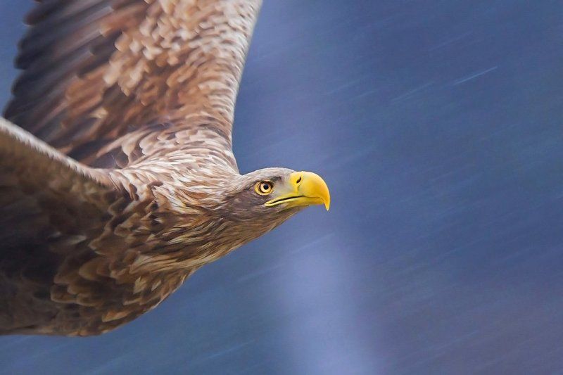 eagle, king of the skies, bird, haliaeetus albicilla, white-tailed eagle King of the skiesphoto preview