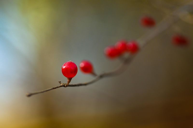 Немного о ягодахphoto preview