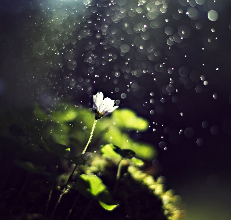 nature, macro, flower, evening, drop Macro flower*photo preview