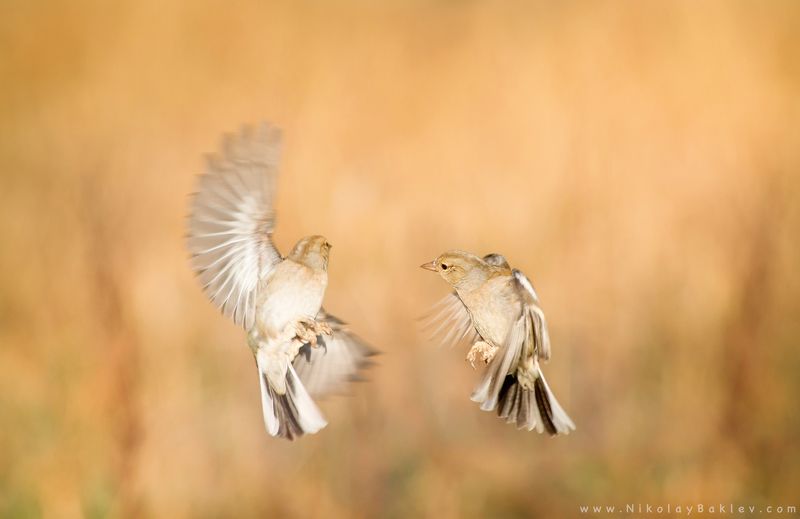 wildlife, animals, birds, uk, england, oxford, natural light Chaffinchphoto preview