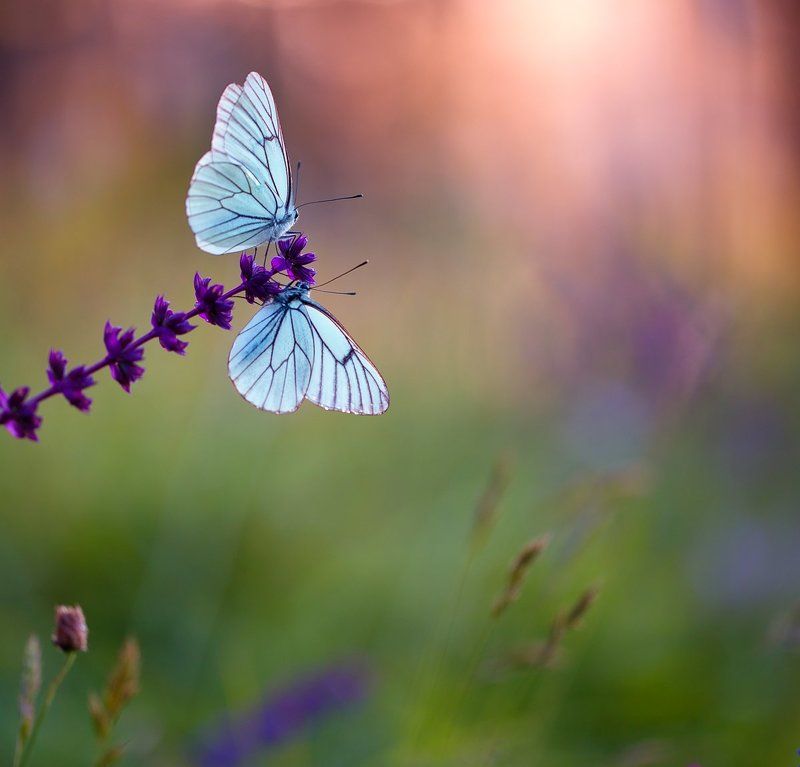 butterfly,butterflies,nature,fairy,light,bokeh,beautiful,wild,wildlife,insects,macro,close up, Butterfliesphoto preview