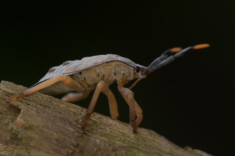 Shield Bug photo preview