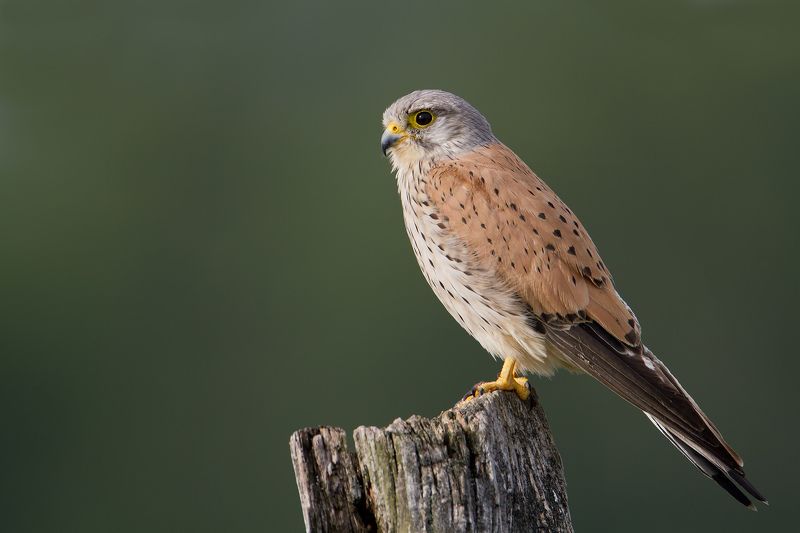 Kestlerphoto preview