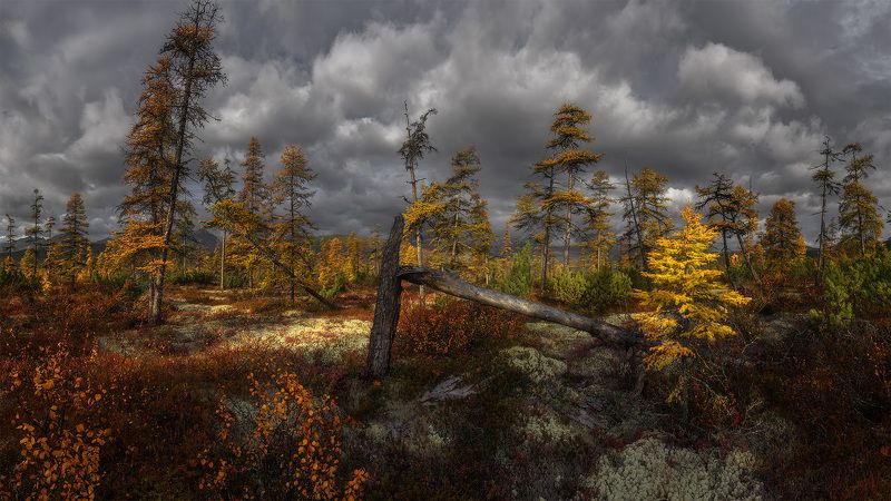 В лесу родилась елочка...photo preview