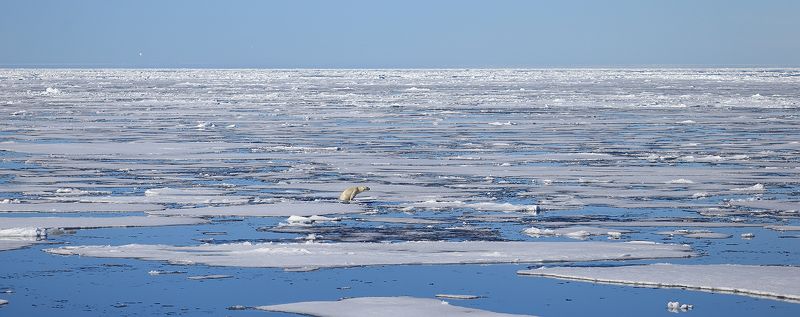 фотографандреевандрей, северныйполюс, northpole, арктика, arctic, ice, снег, лёд, круиз, expiditions, travel, белыймедведь, медведь, polarbear, животное, natgeowild photo preview