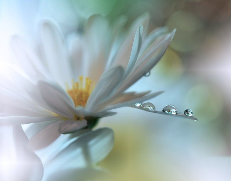 macro,closeup,nikon,flower,drops,water,white,daisy,nature,wallpaper,background, Light Touch...photo preview