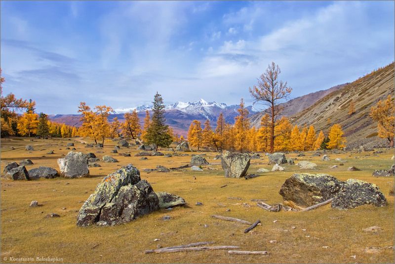 алтай, курайский хребет, лиственница, осень, степь самаха Алтайская осеньphoto preview