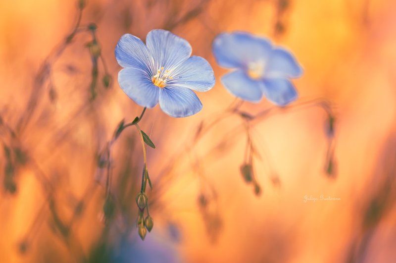 ленокphoto preview