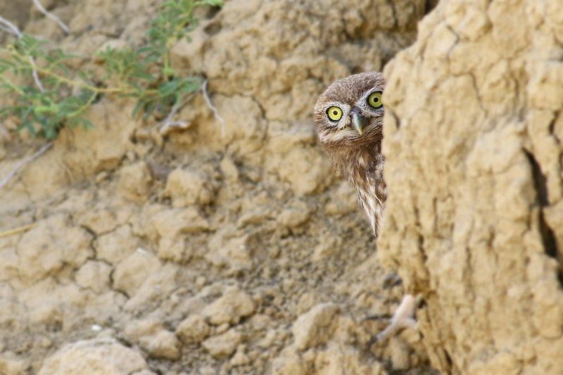 little,owl,birds,northcyprus,wildlife,nature Shyphoto preview