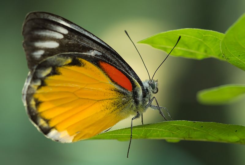 Red spot Jezebel photo preview