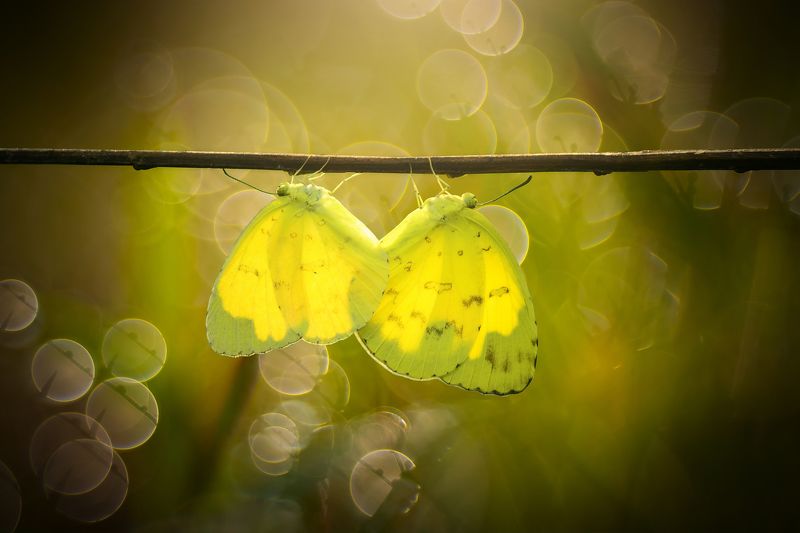 #animal, #macro, #frog, #butterfly, #flower, #robberfly, #love, #indoneisa, #color, #snail, #dance, #bokeh Macrographyphoto preview