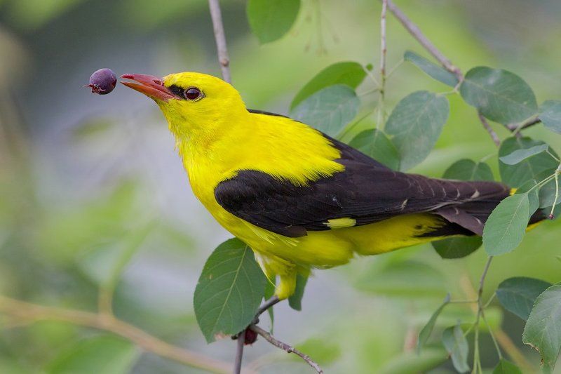 bird, wildlife, nature photography, animals, oriolus oriolus, eurasian golden oriole Gravitationphoto preview