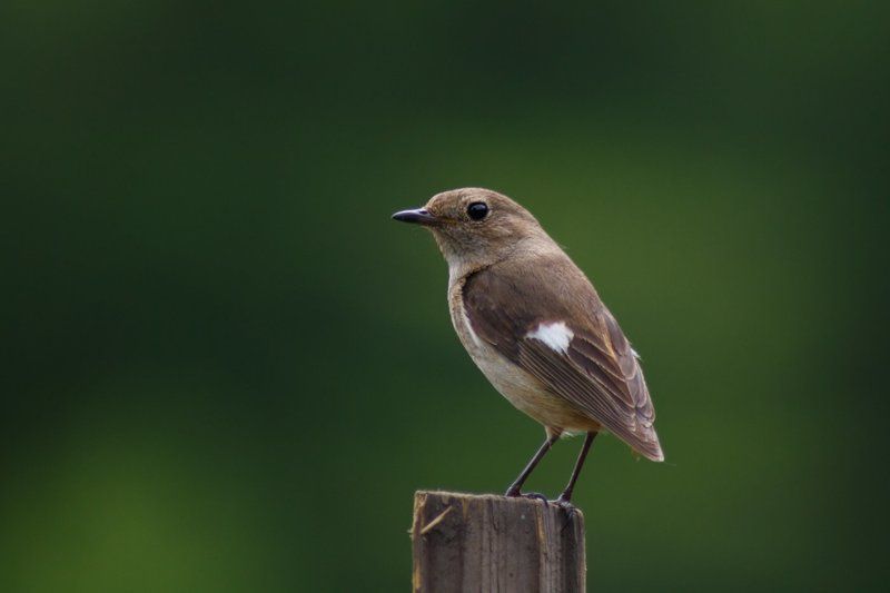 Горихвостка. Самка.photo preview